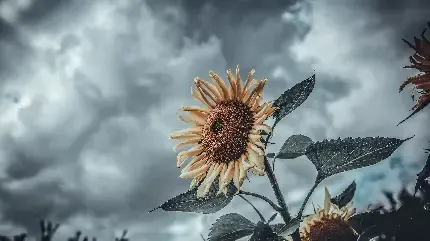  عکس گل آفتابگردان زیبا