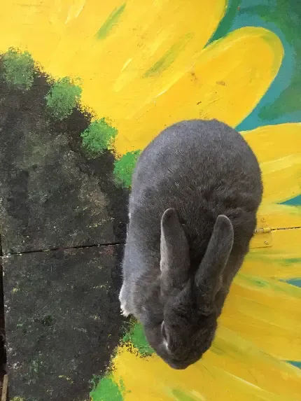  عکس گل آفتابگردان زیبا