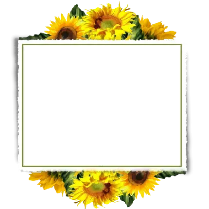  عکس گل آفتابگردان زیبا