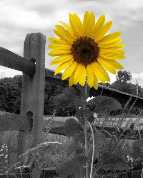  عکس گل آفتابگردان برای پروفایل واتساپ