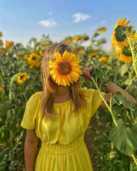  عکس گل آفتابگردان برای پروفایل واتساپ