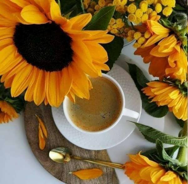  عکس گل آفتابگردان برای پروفایل واتساپ