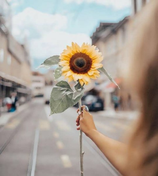  عکس گل آفتابگردان برای پروفایل واتساپ