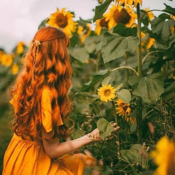  عکس گل آفتابگردان برای پروفایل واتساپ