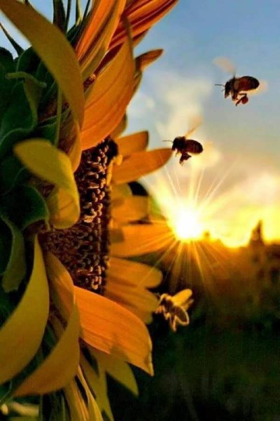  عکس گل آفتابگردان برای پروفایل واتساپ