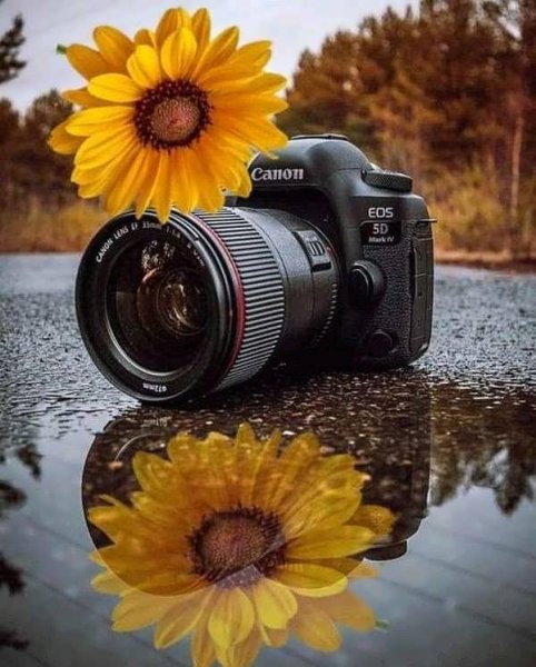  عکس گل آفتابگردان برای پروفایل واتساپ