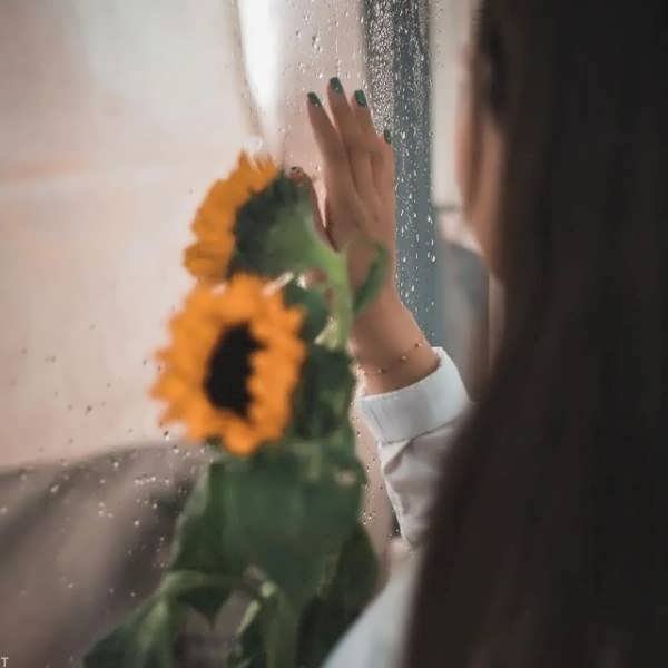  عکس گل آفتابگردان برای پروفایل واتساپ