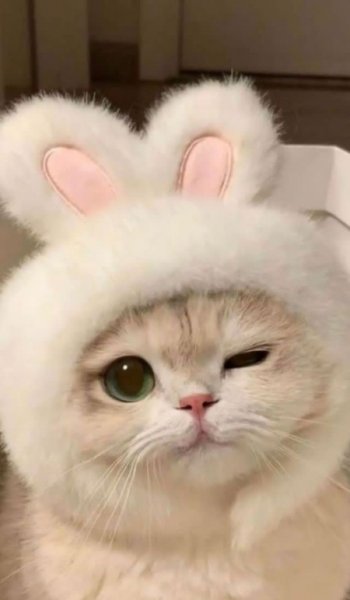  عکس گربه قهوه