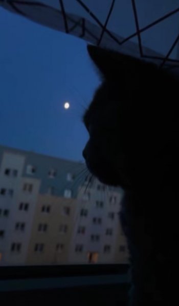  عکس گربه قهوه