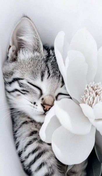  عکس گربه قهوه