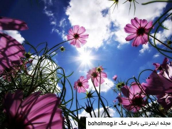 عکس شاد طبیعت پروفایل