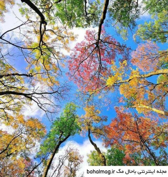  عکس شاد طبیعت پروفایل