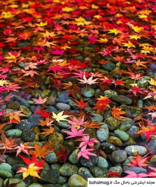  عکس شاد طبیعت پروفایل