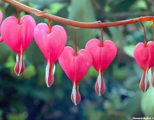 عکس هنری گل برای پروفایل