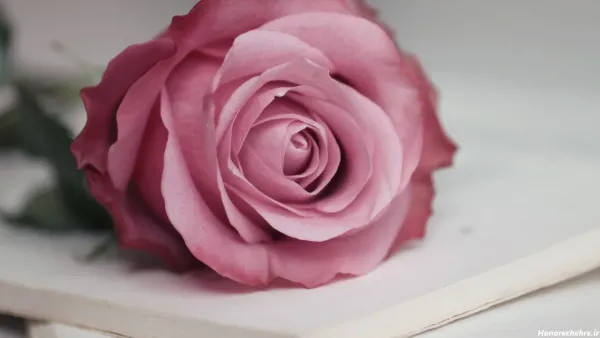  عکس هنری گل برای پروفایل