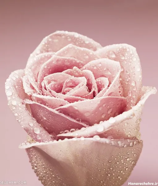  عکس هنری گل برای پروفایل