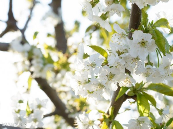  منظره سرسبز بهاری برای پروفایل