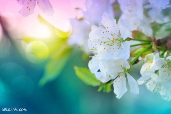  منظره سرسبز بهاری برای پروفایل