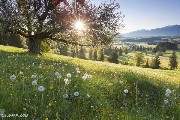  منظره سرسبز بهاری برای پروفایل