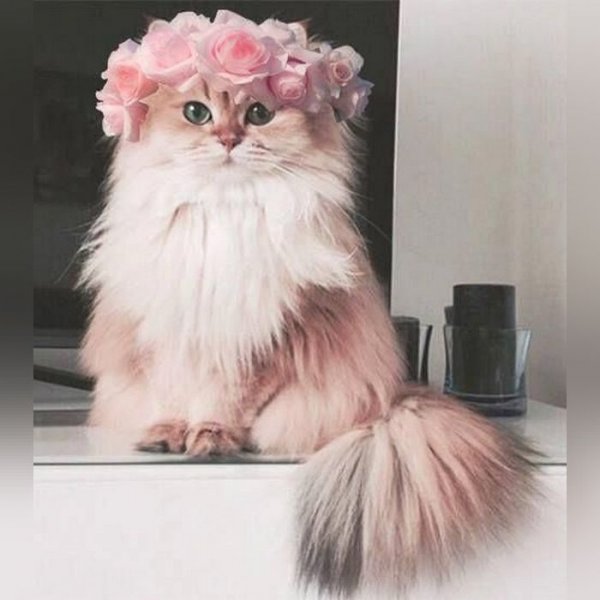  عـکس دخترونه شیک و باکلاس خارجی اینستاگرام