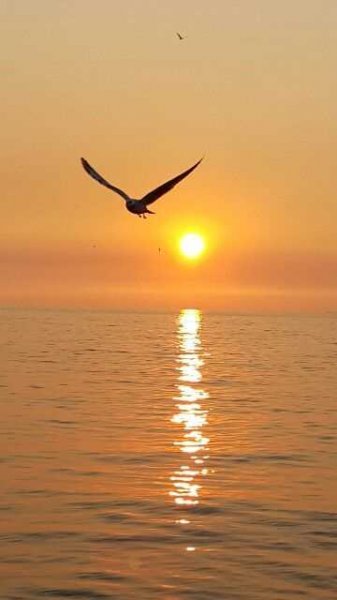  عکس آرامش بخش دریا