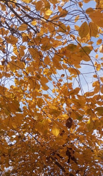  عکس طبیعت زیبا و واقعی