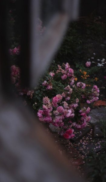  عکس طبیعت زیبا و واقعی