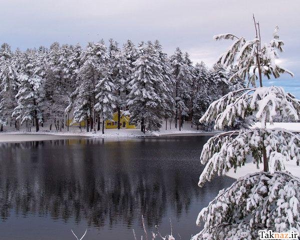  عکس جنگل آرامش بخش