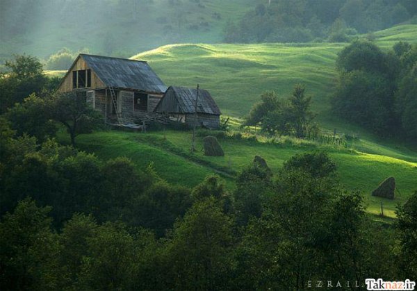  عکس جنگل آرامش بخش