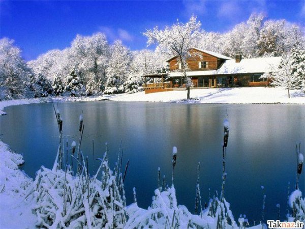  عکس جنگل آرامش بخش