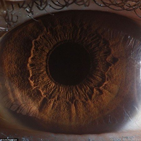  عکس قهوه ای کیوت