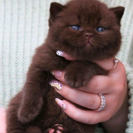  والپیپر عکس قهوه ای کیوت