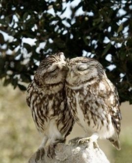  عکس‌های احساسی حیوانات