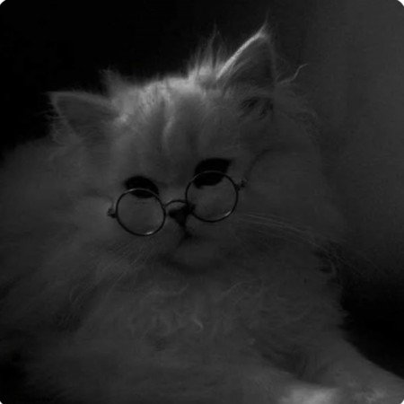  عکس حیوانات