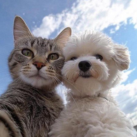  عکس حیوانات