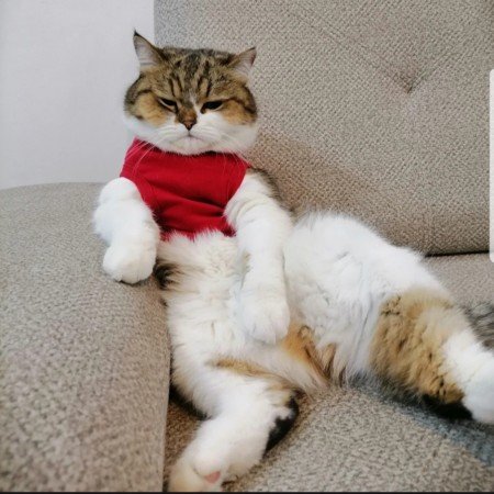  عکس حیوانات