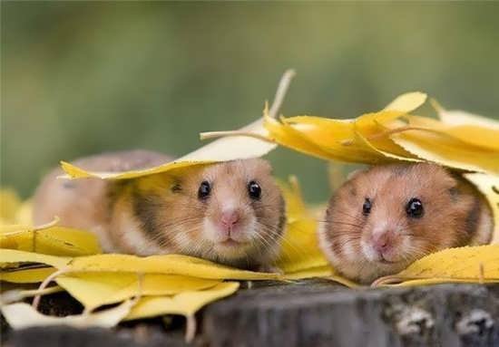  عکس حیوانات زیبا برای پروفایل