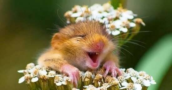  عکس حیوانات زیبا برای پروفایل