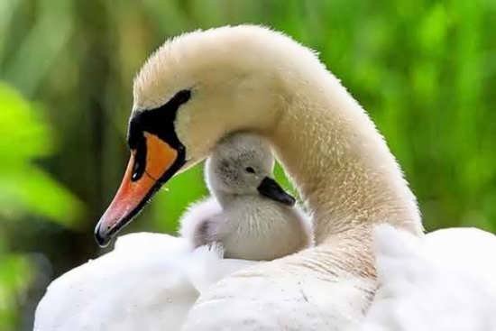  عکس حیوانات زیبا برای پروفایل