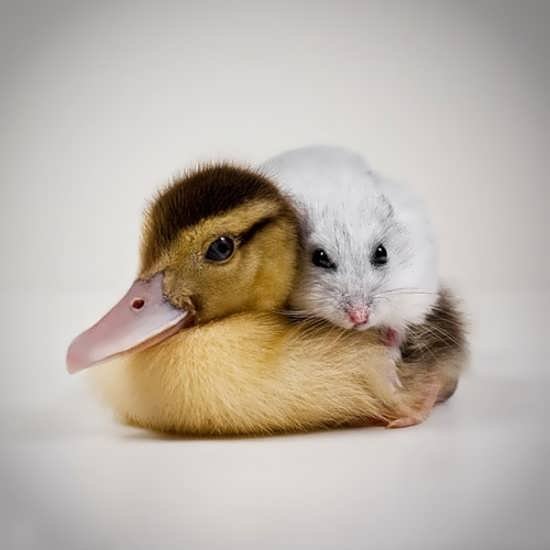  عکس حیوانات زیبا برای پروفایل