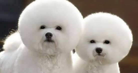  عکس حیوانات خانگی