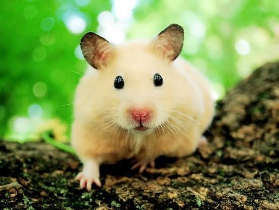  عکس حیوانات خانگی