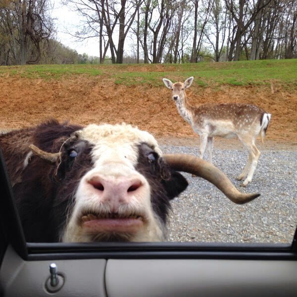 عکس بامزه حیوانات