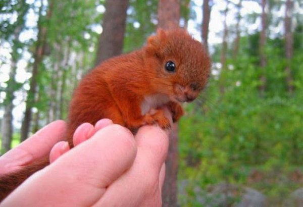  عکس بامزه حیوانات