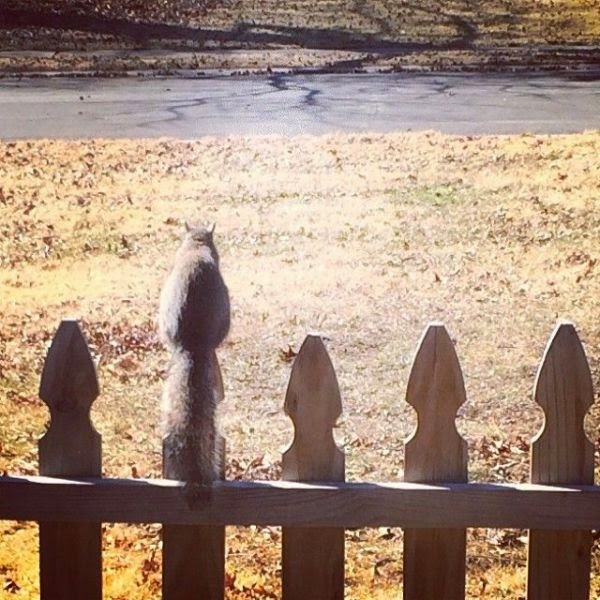  عکس بامزه حیوانات