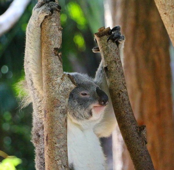  عکس بامزه حیوانات