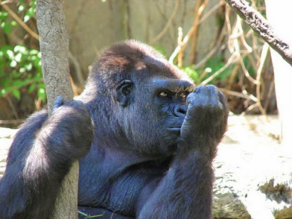  عکس بامزه حیوانات