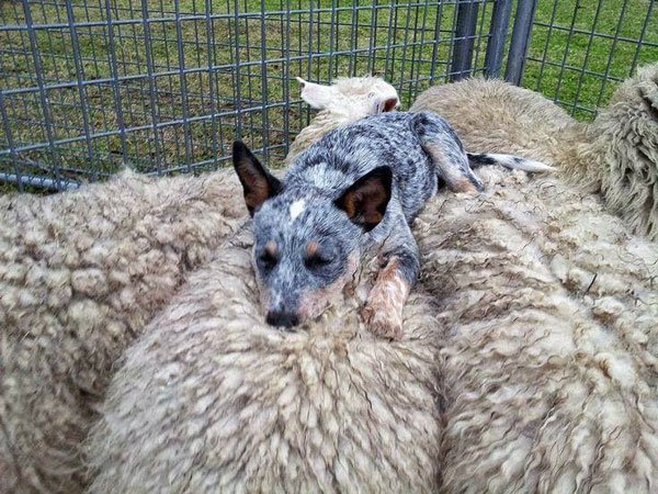  عکس بامزه حیوانات