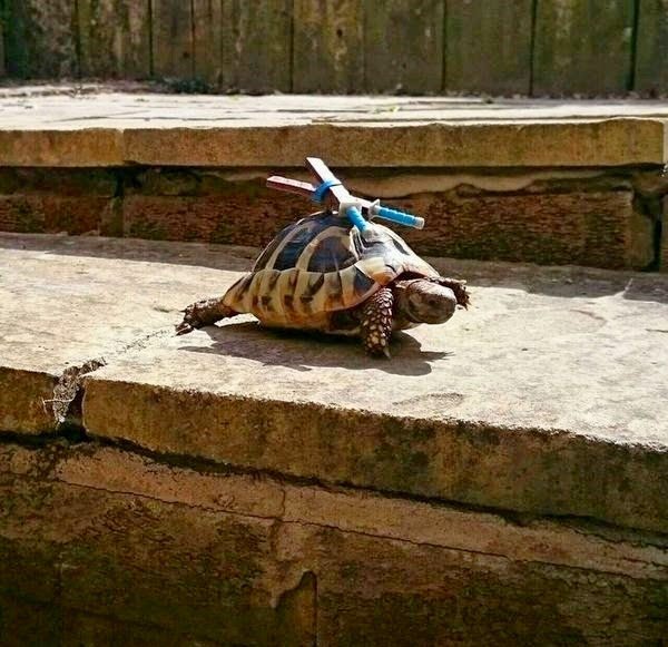  عکس بامزه حیوانات