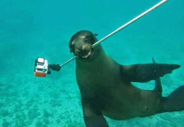  عکس بامزه حیوانات